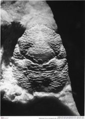 Historisches Foto von Decapoda indet. (NHMW-AFW-GEO-BACHMAYER-FOTO-1990-0041-0291)